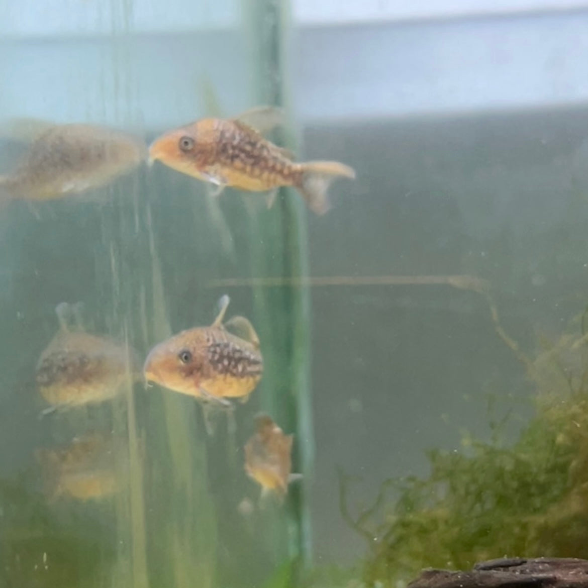 C005 Cory Pair (Corydoras Pantanalensis)