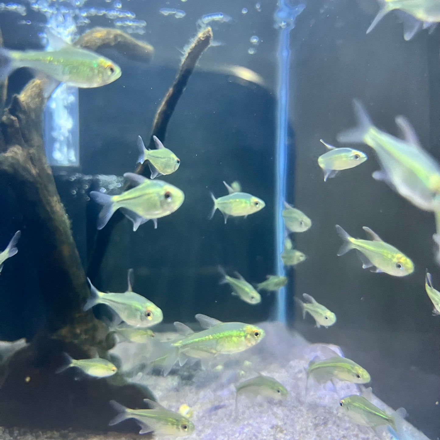 Diamond Tetra
