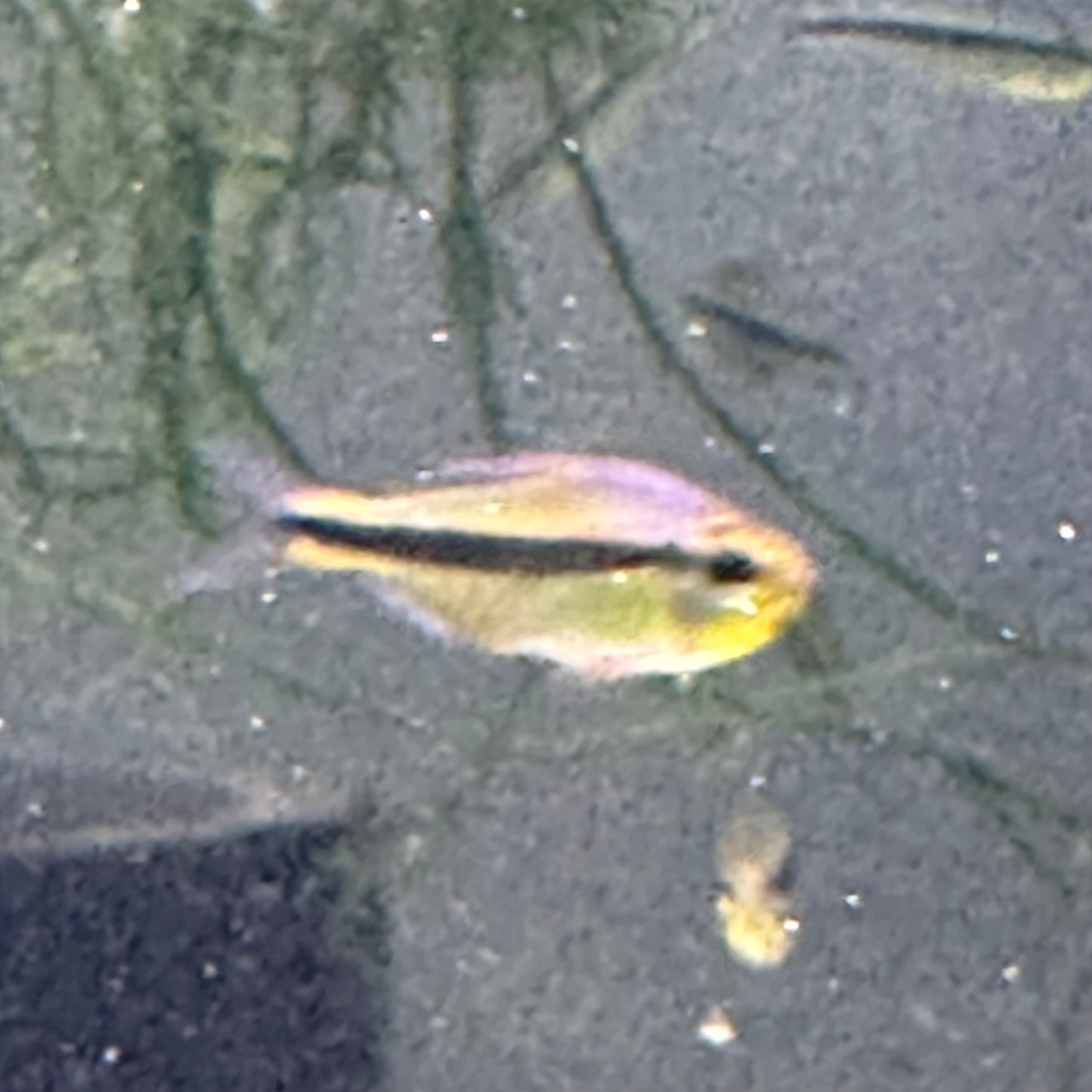 Imperial Lapis Tetra