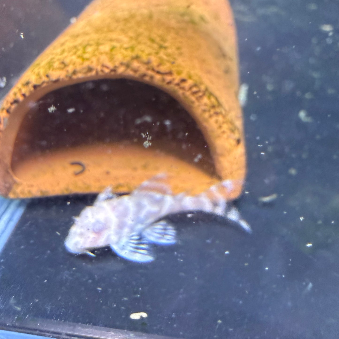 L333 “albino” king tiger pleco