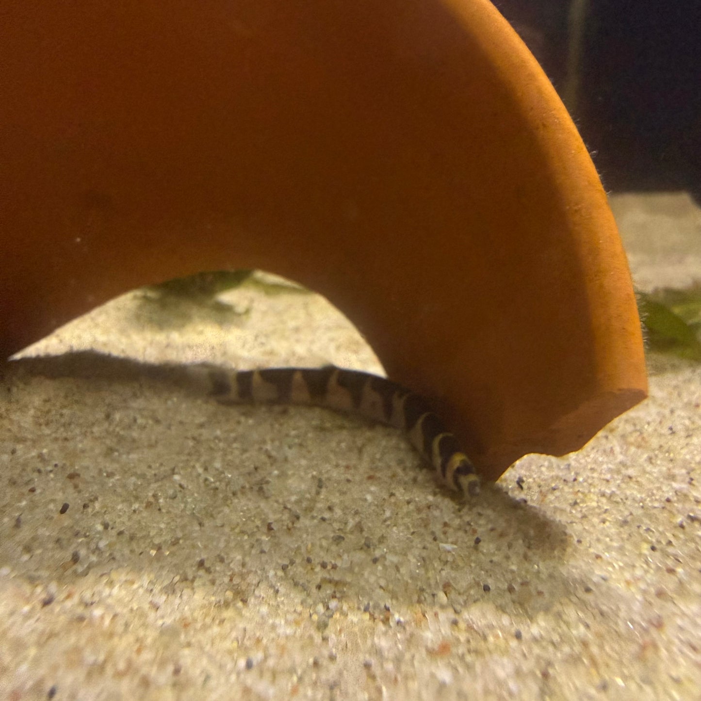 Kuhli Loach