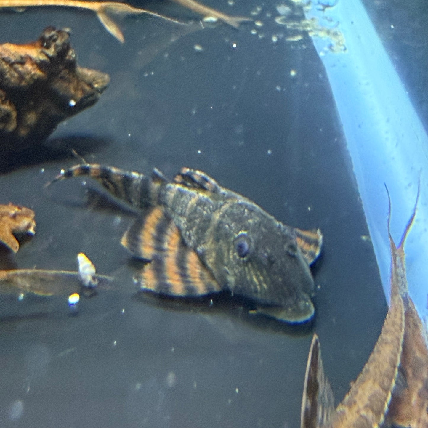 L397 Alenquer Tiger Pleco