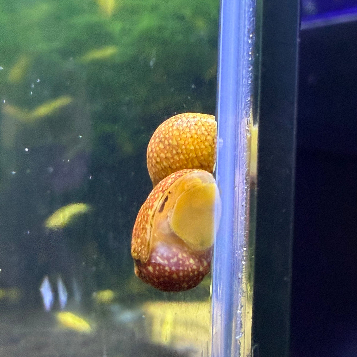 Pink Lady Snail