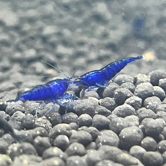 Blue Diamond (Ocean Blue) Shrimp