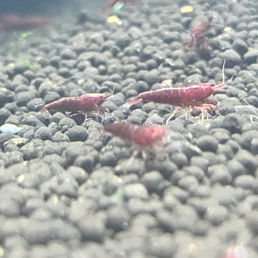 Bloody Mary (Dark Red) Shrimp