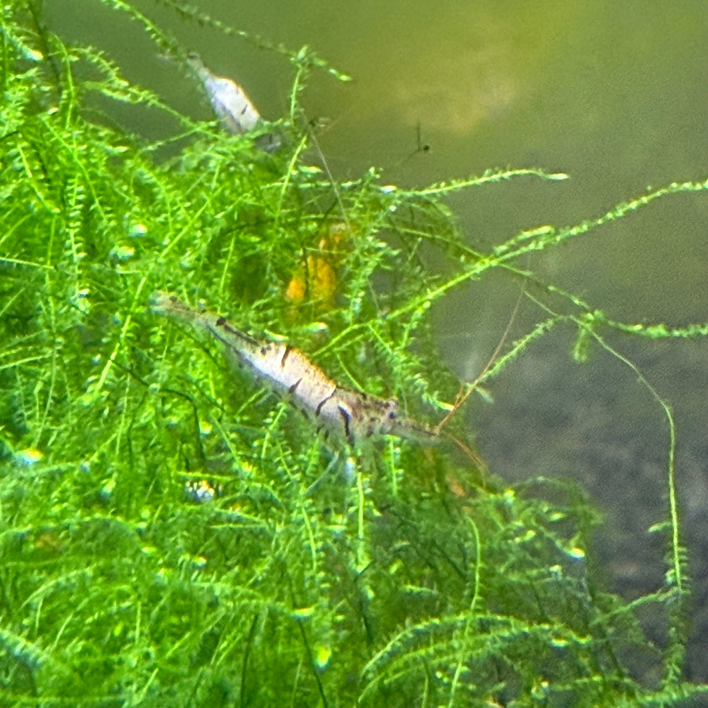 Snow Zebra Shrimp (neo water)