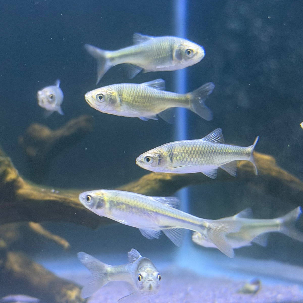 Rainbow Dace (Cyprinella Lutrensis)