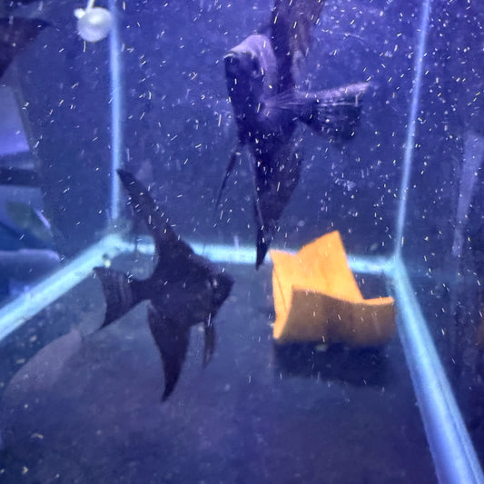 Black Angelfish