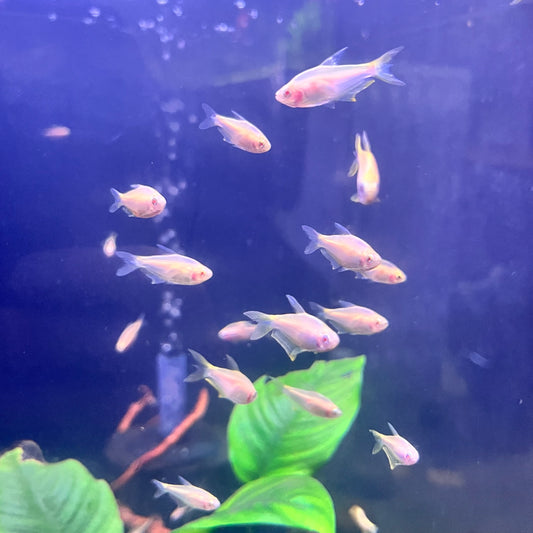 Albino Emperor Tetra