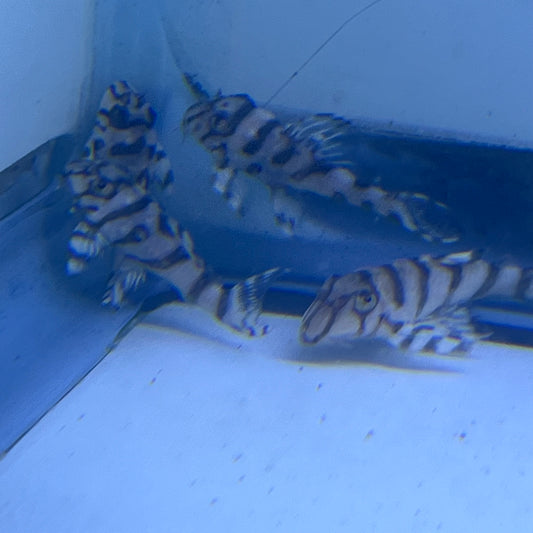 L236 (RB Line) Super White Pleco