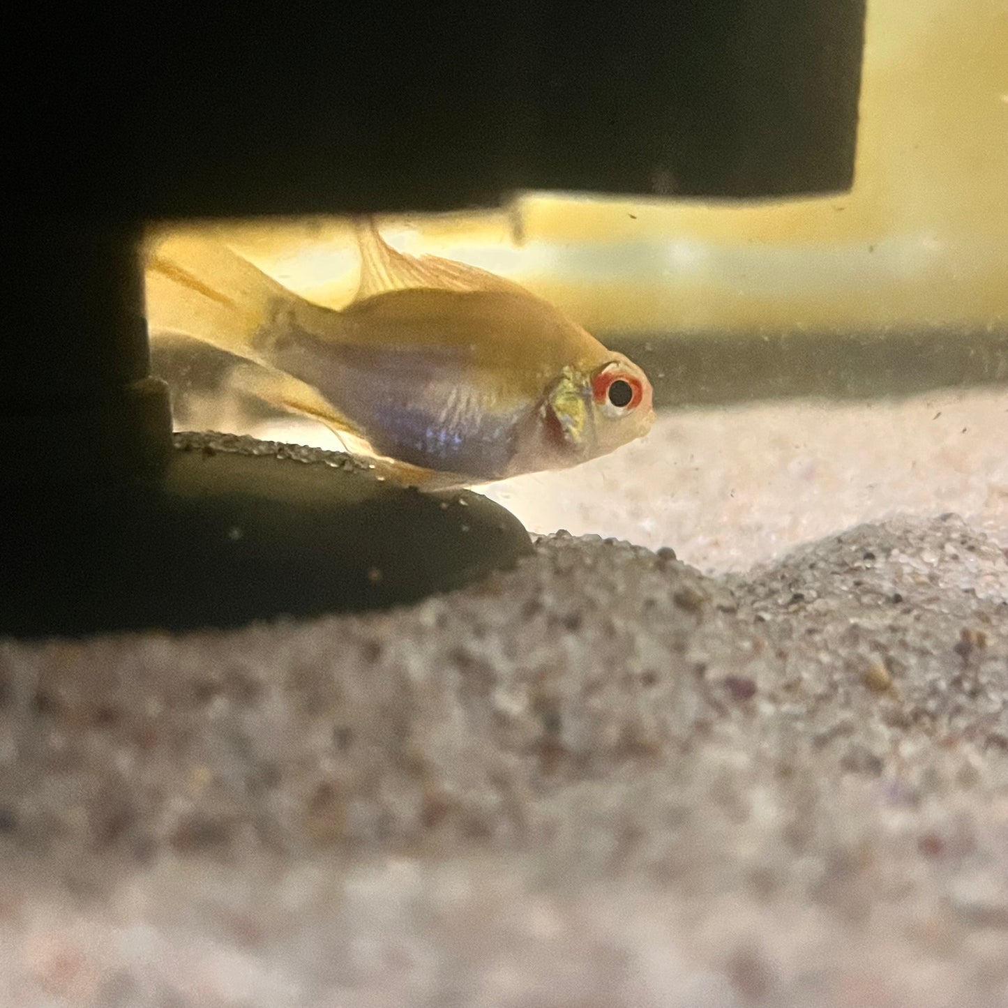 Balloon Gold Ram (Mikrogeophagus Ramirezi)