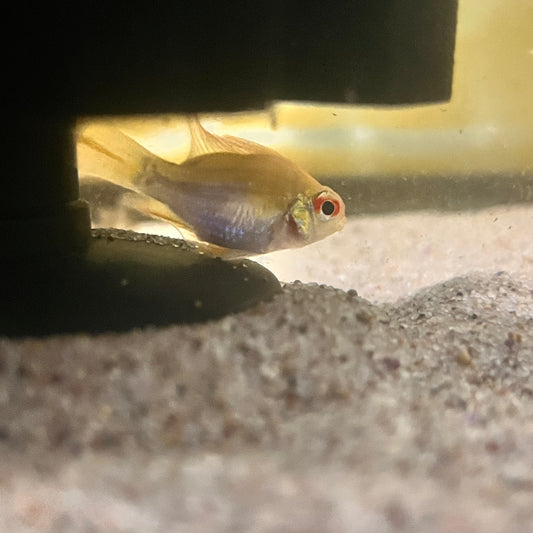 Balloon Gold Ram