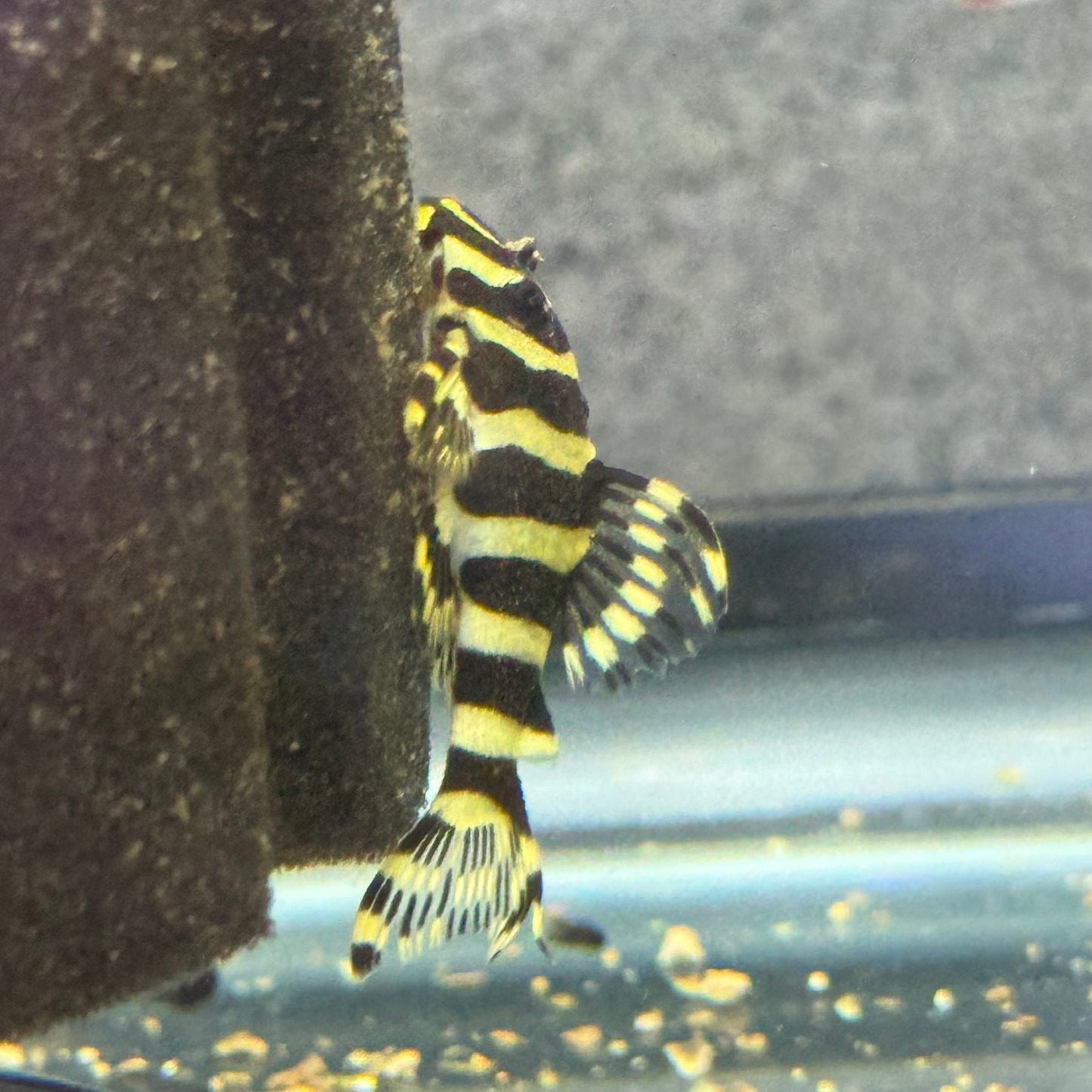 L134 Leopard Frog Pleco