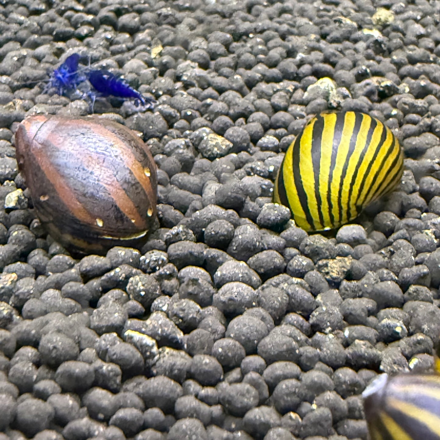Zebra Nerite Snail