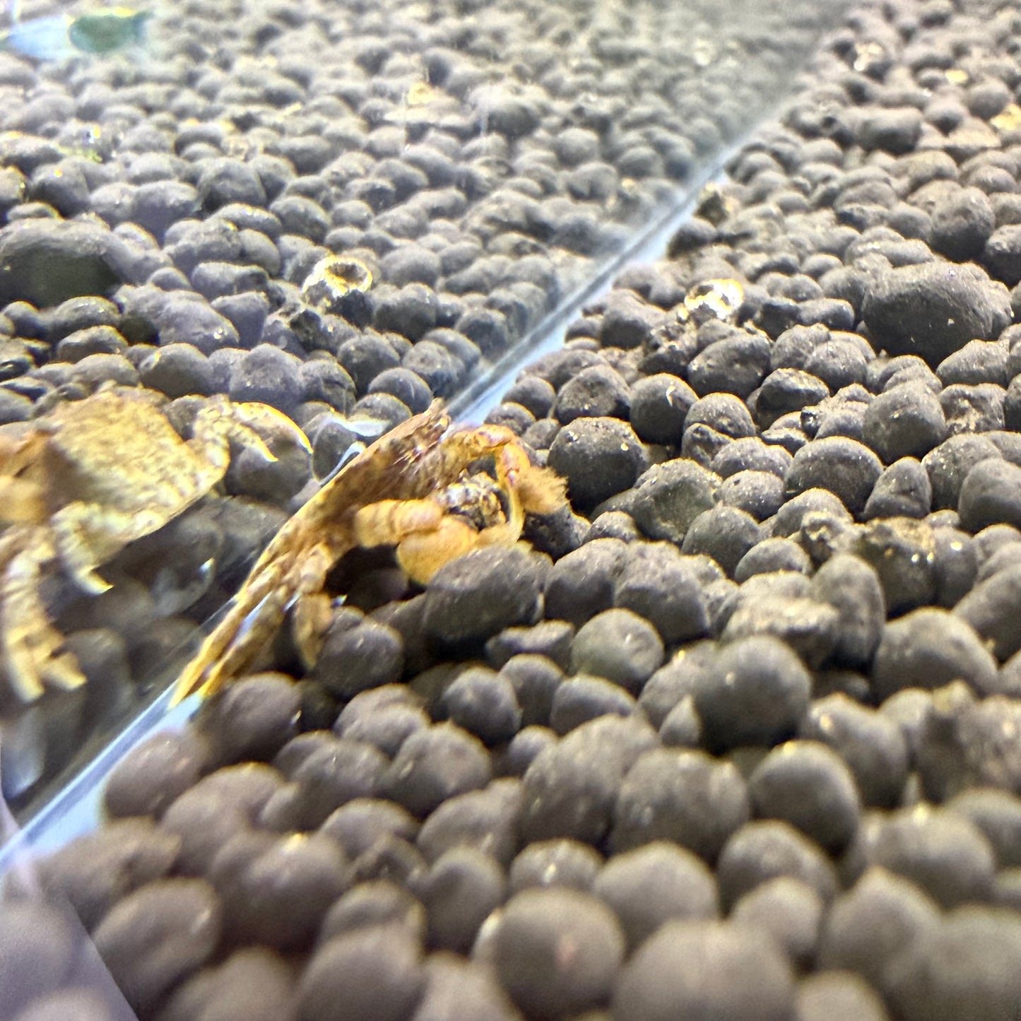 Pom Pom Crab
