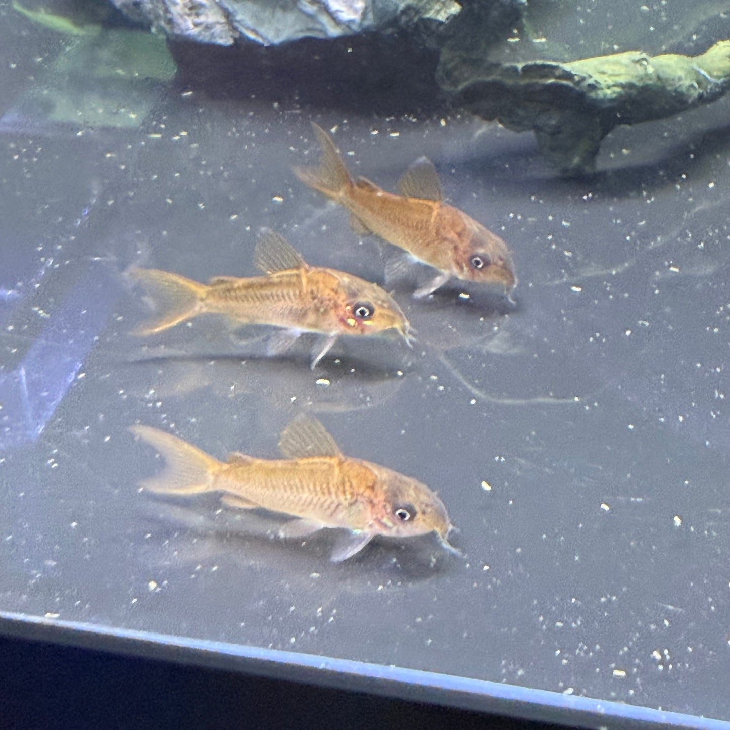 C005 Cory (Corydoras Pantanalensis)