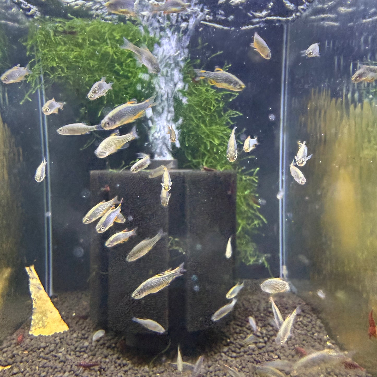 Galaxy Rasbora (Danio Margaritatus)