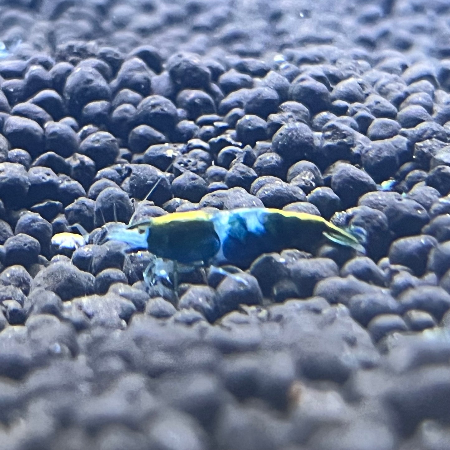 Green Rili Shrimp
