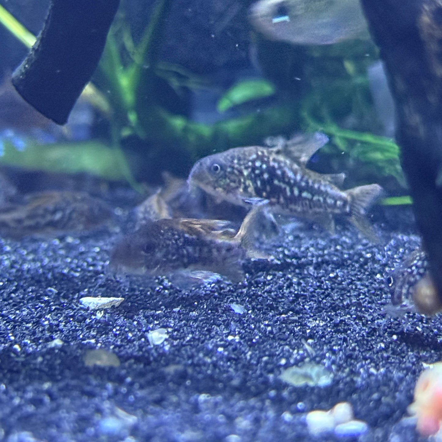 C005 Cory (Corydoras Pantanalensis)