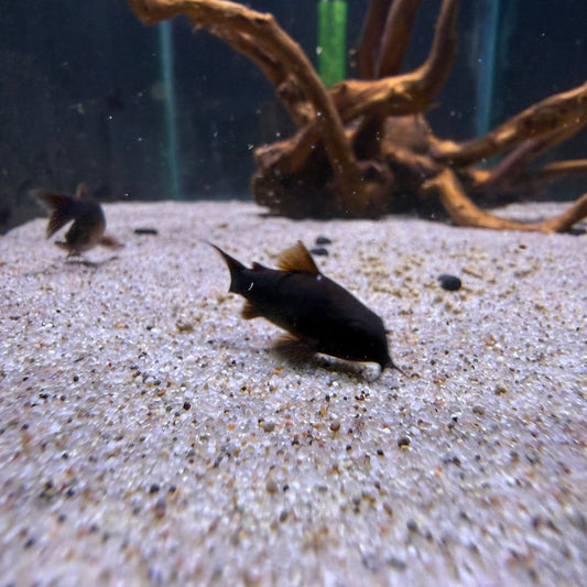 Black Venezuela Cory
