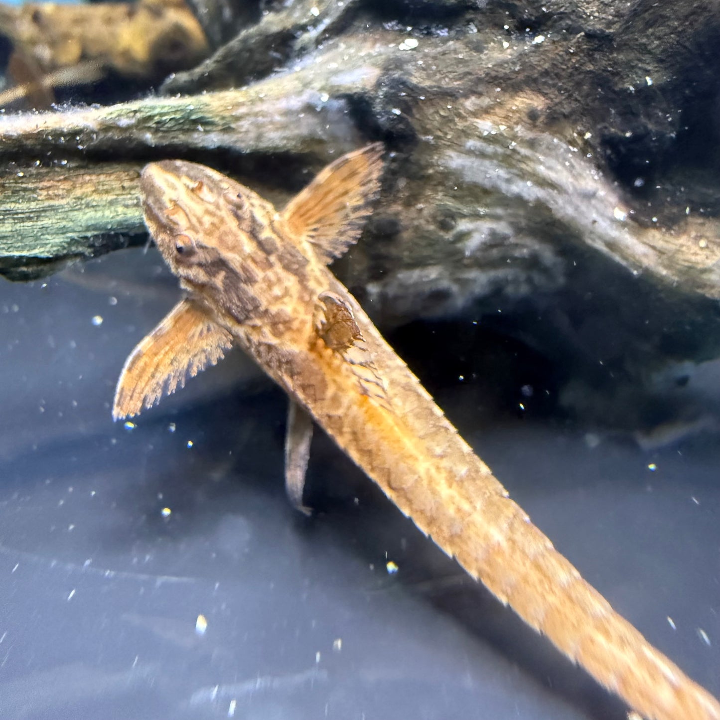 Red Lizard Whiptail Catfish