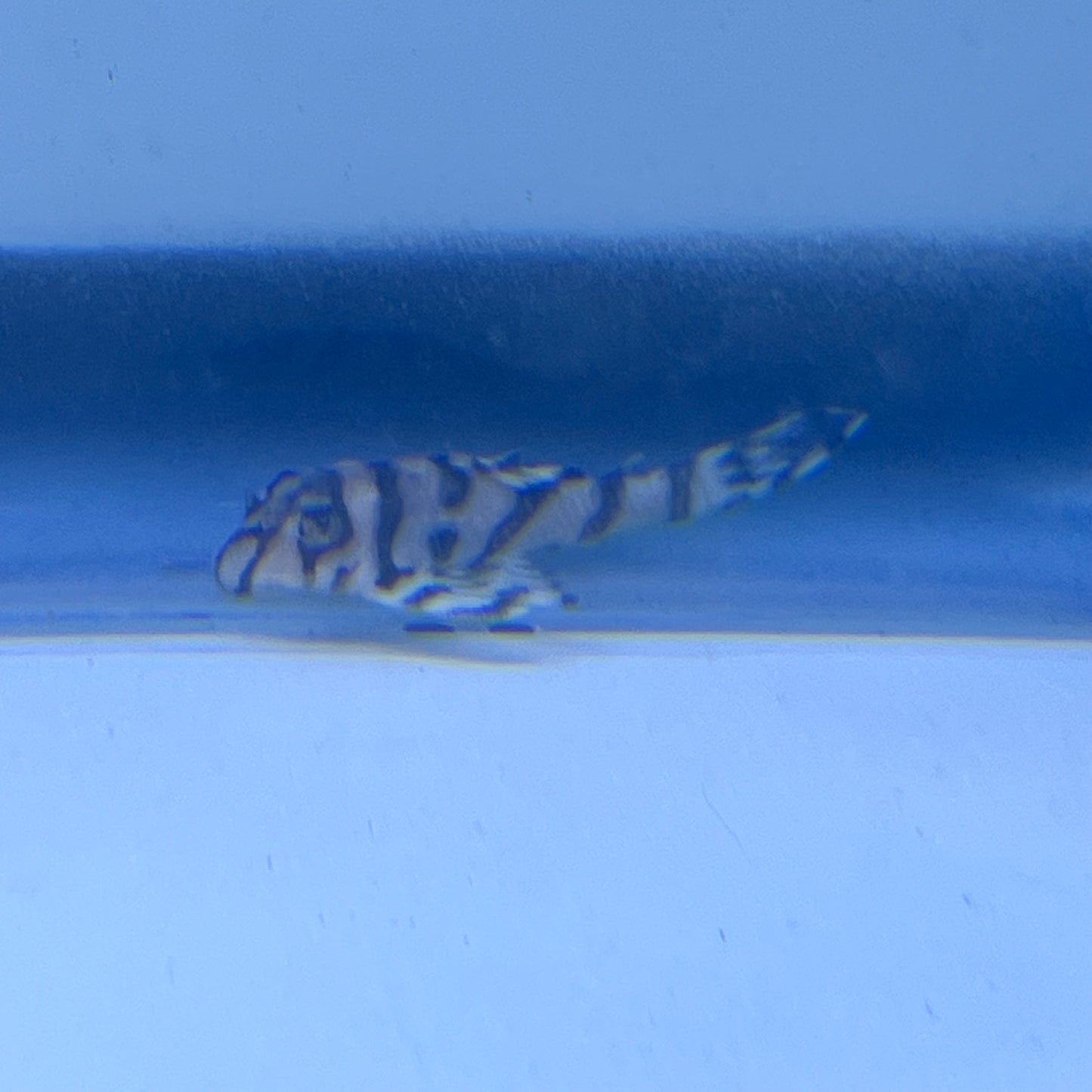 L236 (RB Line) Super White Pleco