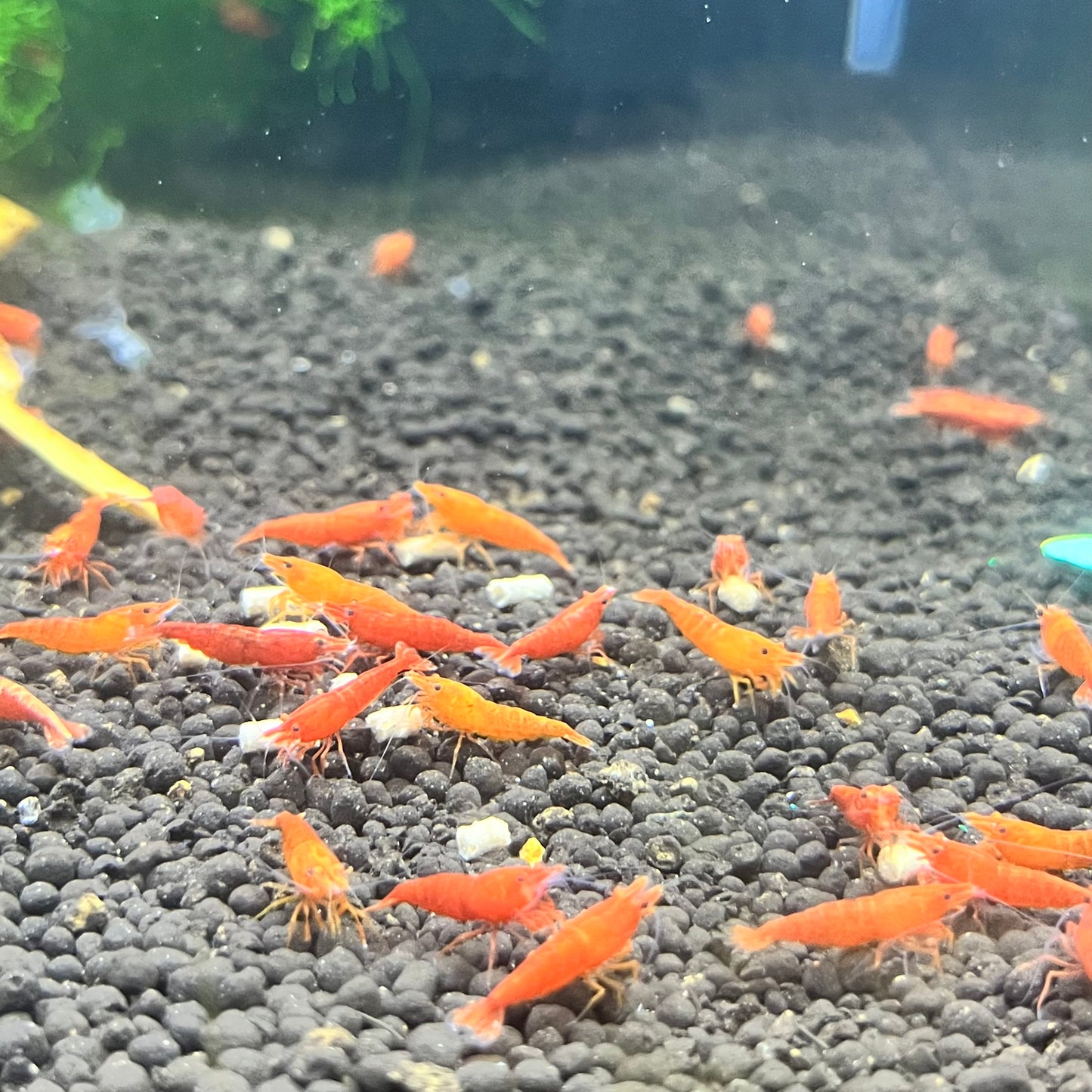Bloody Orange Shrimp