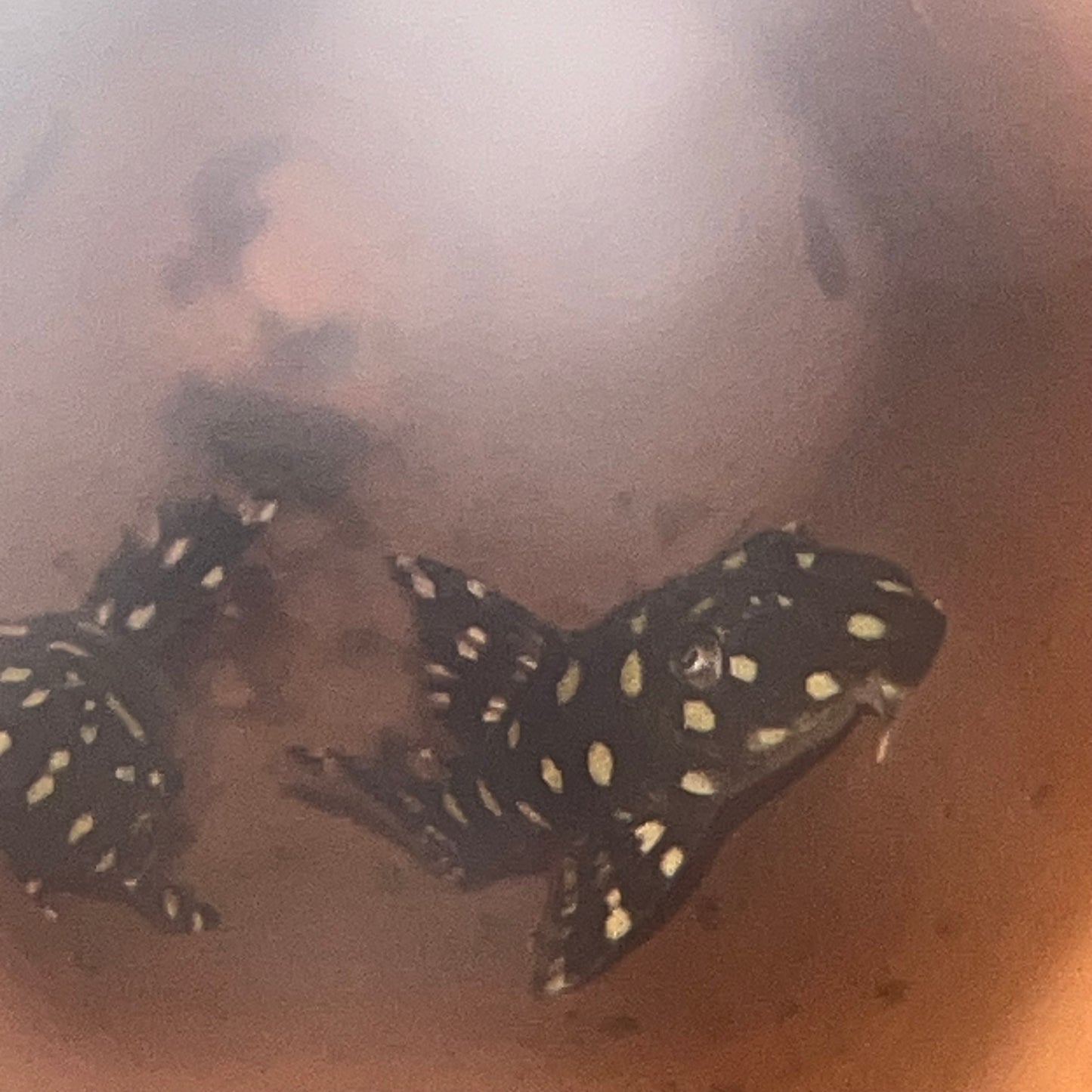 L471 Dwarf White Spotted Pleco