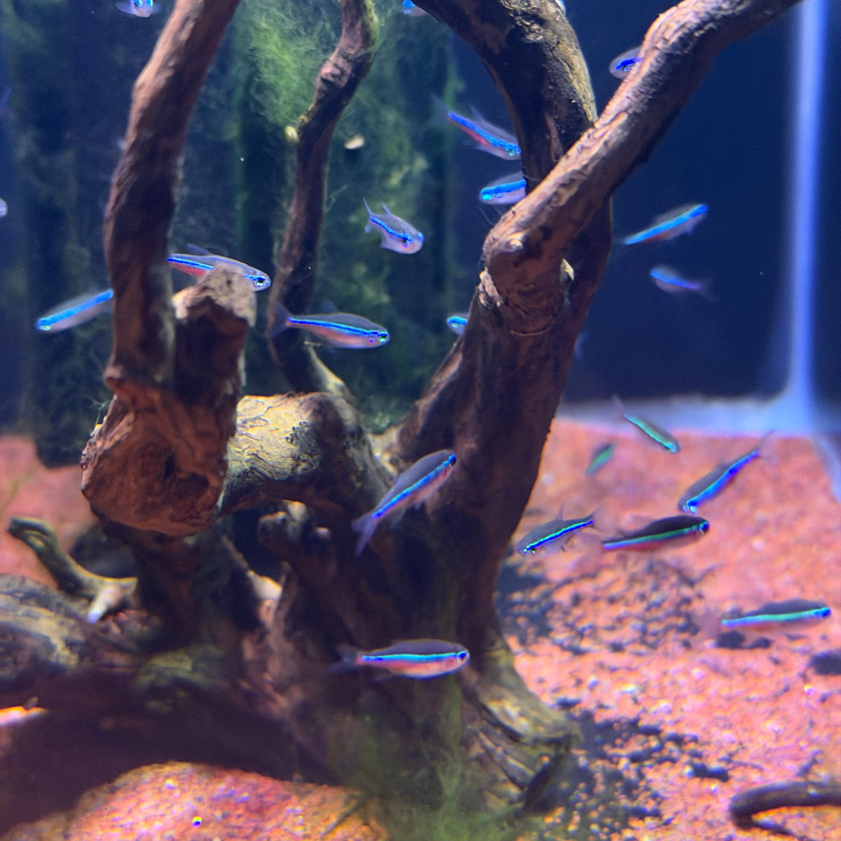 Green Neon Tetra (Paracheirodon Simulans)