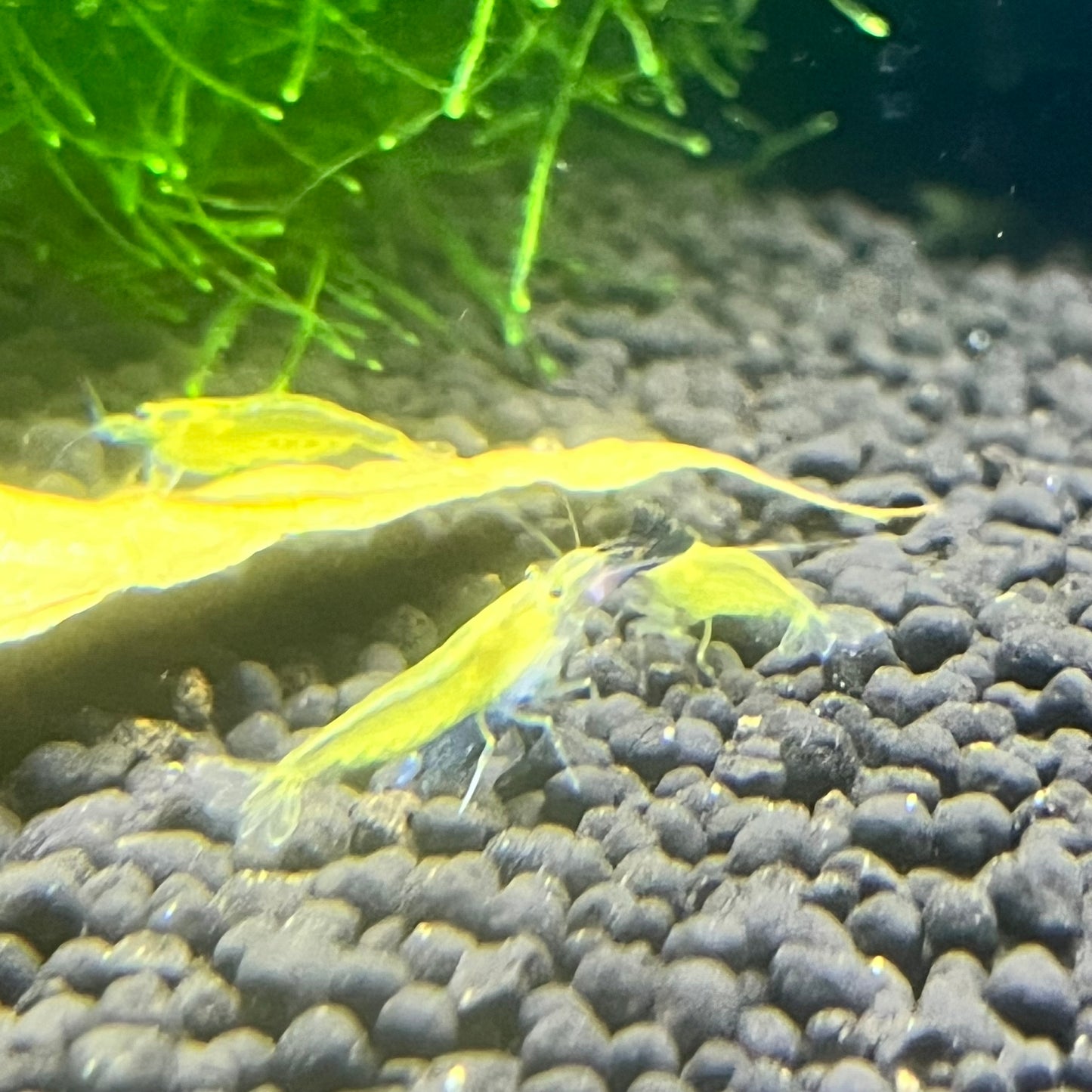 Yellow Amano Shrimp