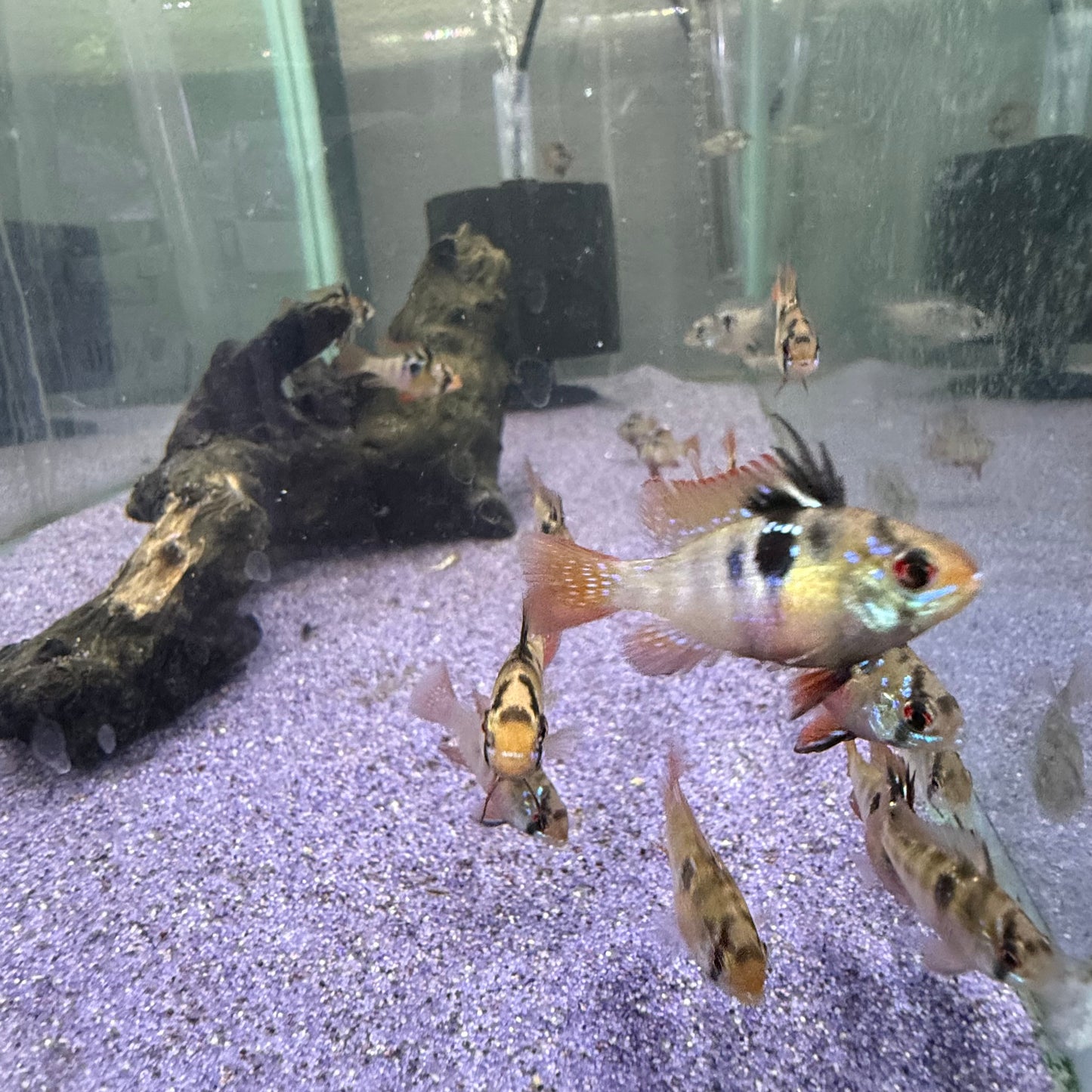 German Blue Ram (Mikrogeophagus Ramirezi)