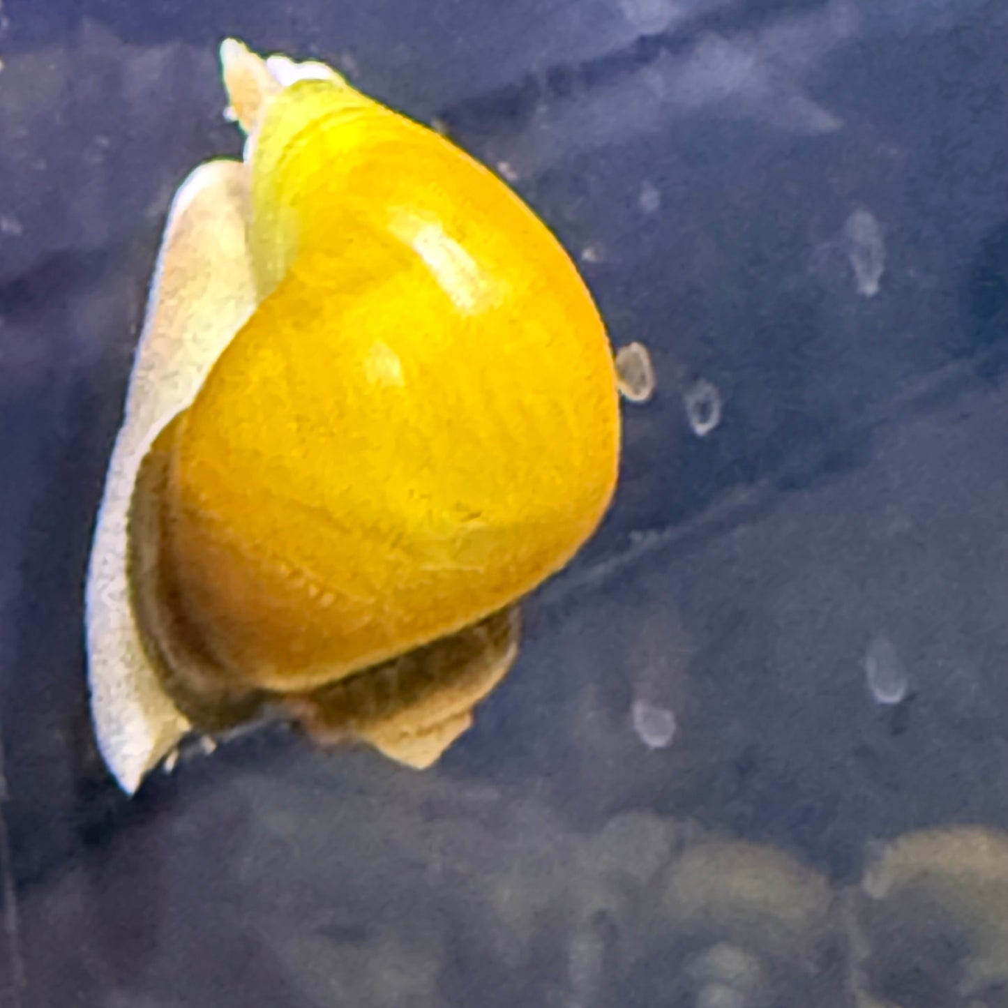 Gold Mystery Snail