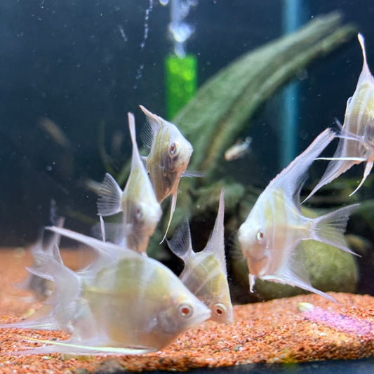 Albino Dantum Angelfish