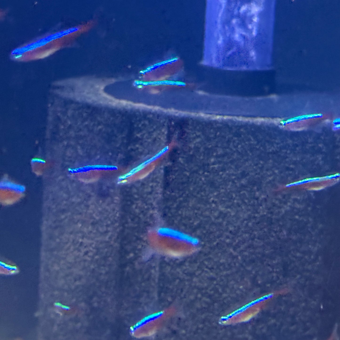 Cardinal Tetra (Paracheirodon Axelrodi Var.)