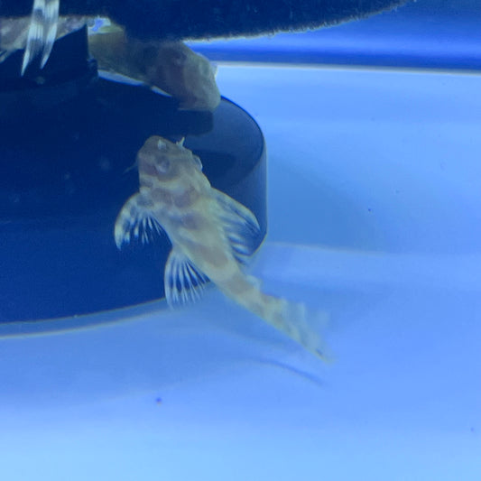 L333 “albino” king tiger pleco