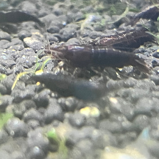 Black Rose Shrimp