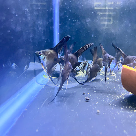 Black Angelfish