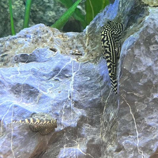 Hillstream Loach