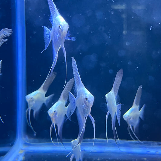 Bulgarian Seal Point Angelfish