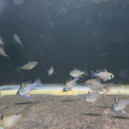 Super Blue German Ram