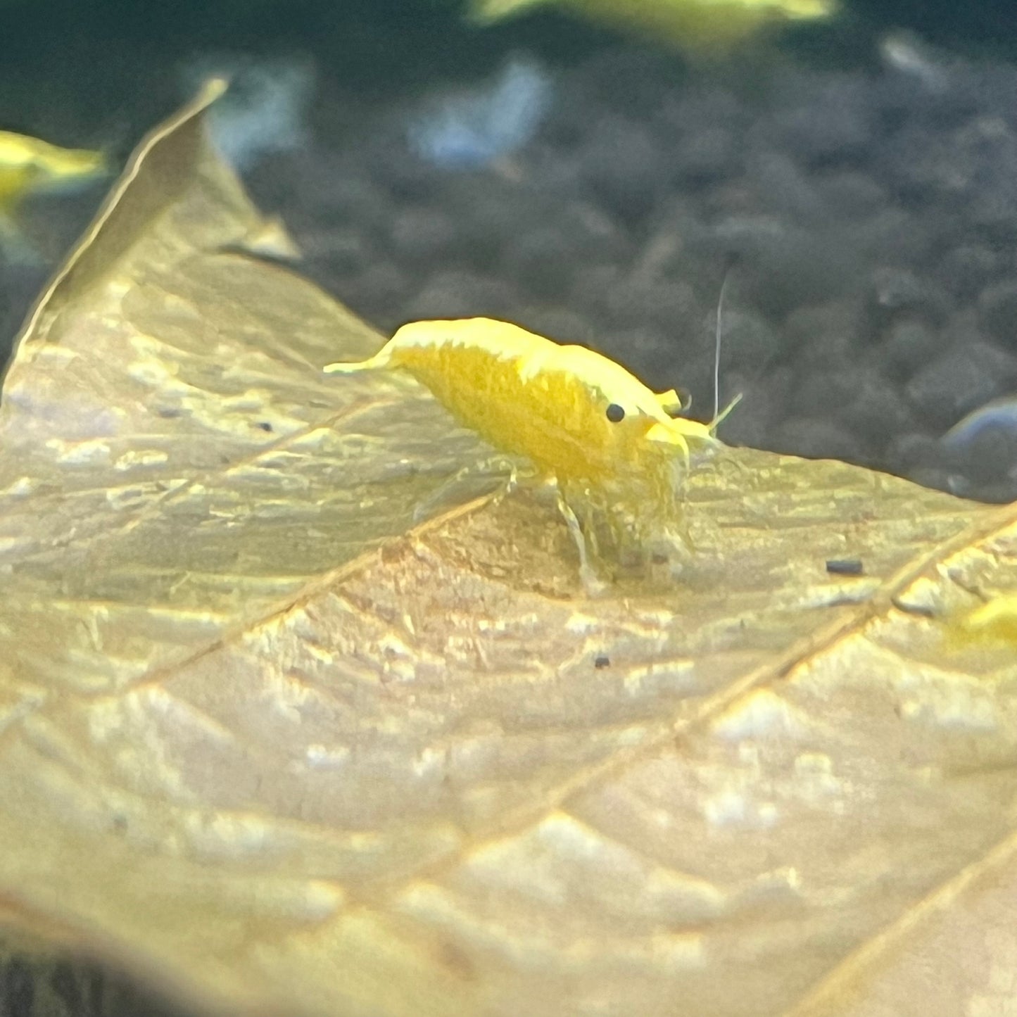 Yellow Golden Backline Shrimp