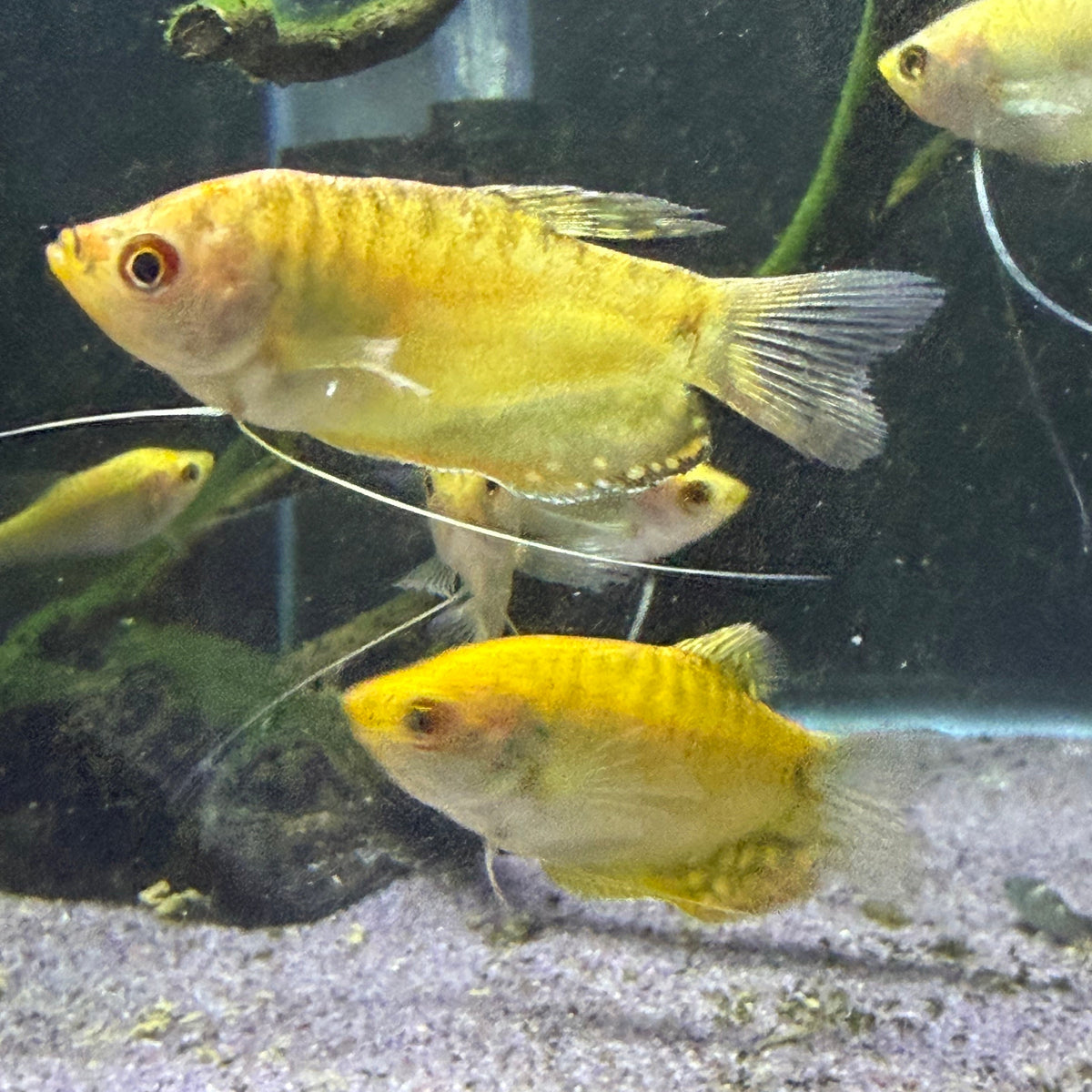 Gold Gourami