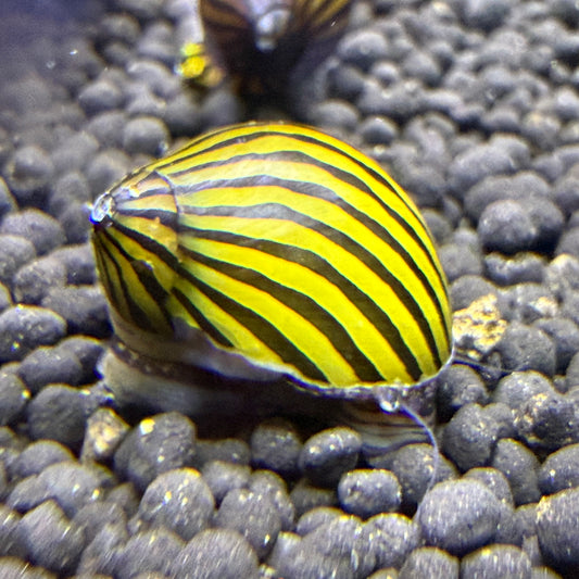 Zebra Nerite Snail