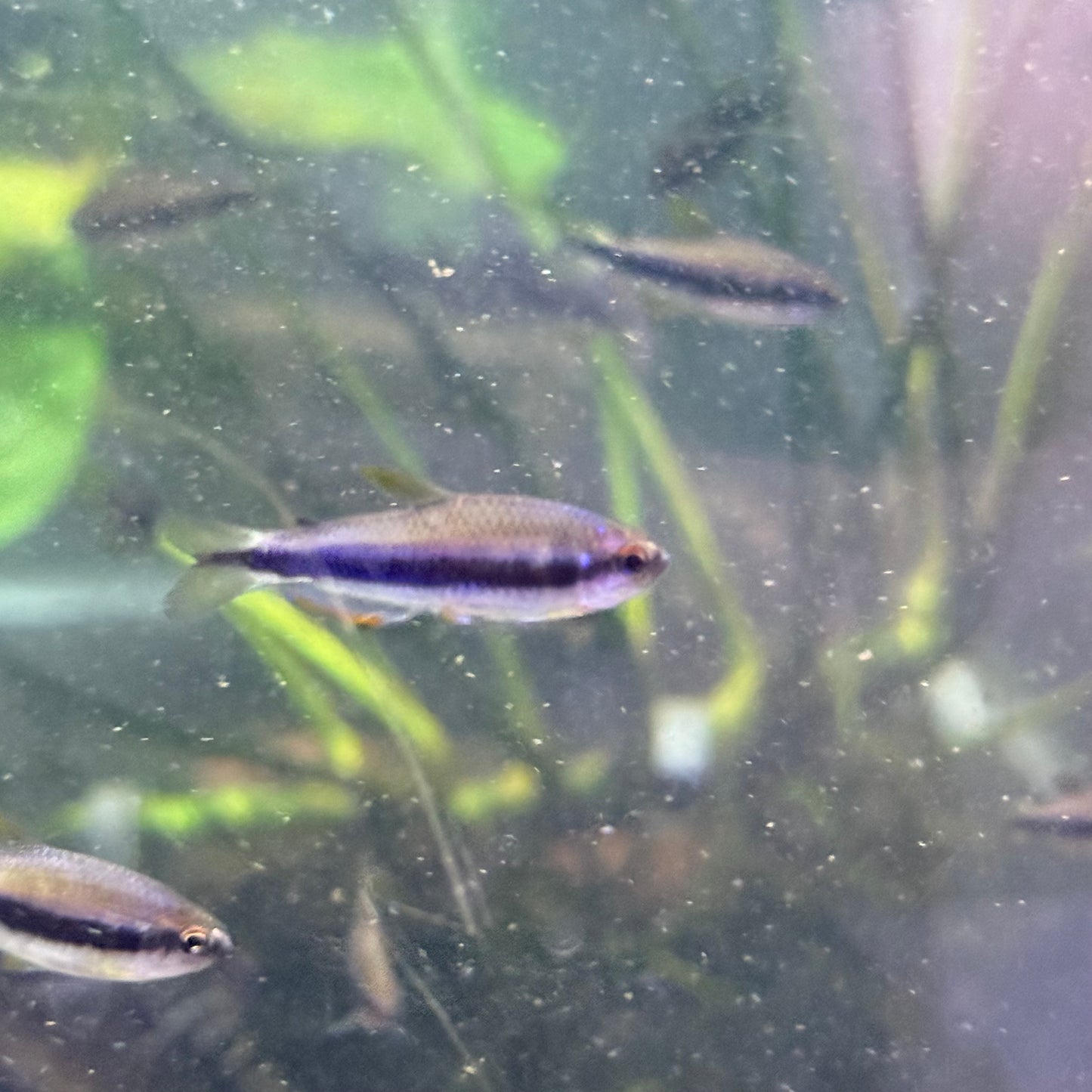 Red Eye (yellow orange Kerri) Tetra (Inpaichthys Kerri)