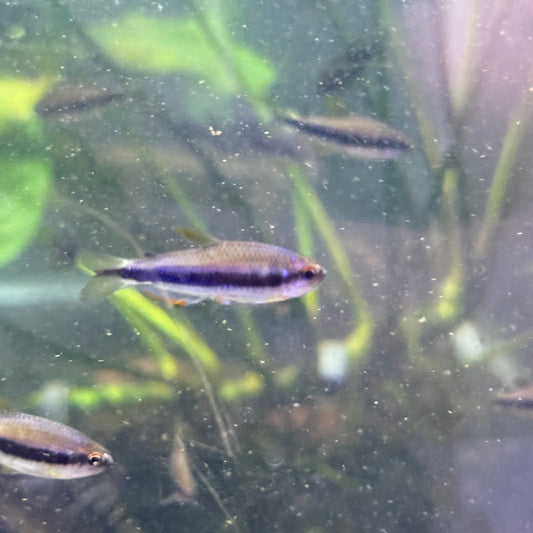 Red Eye (yellow orange Kerri) Tetra