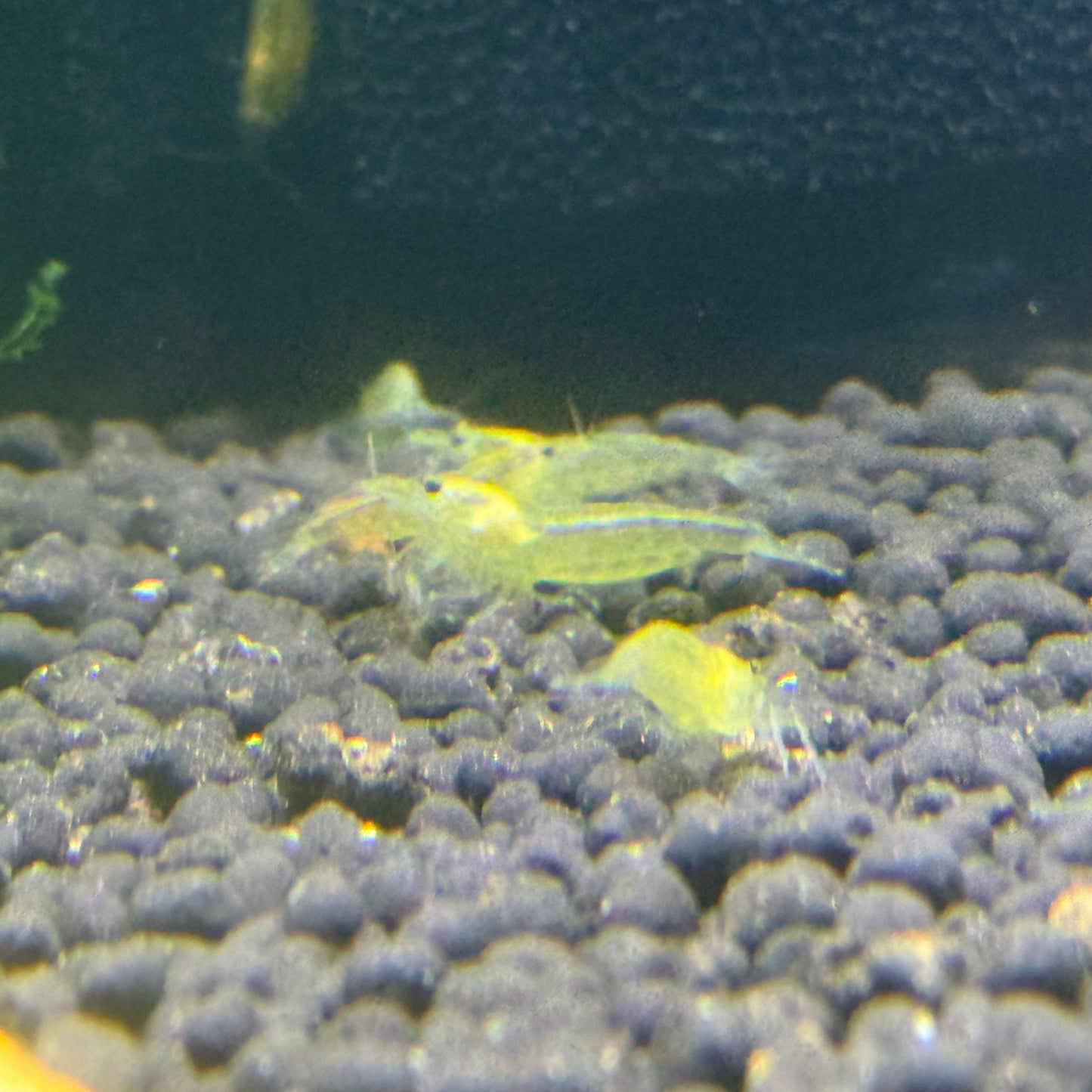 Yellow Amano Shrimp