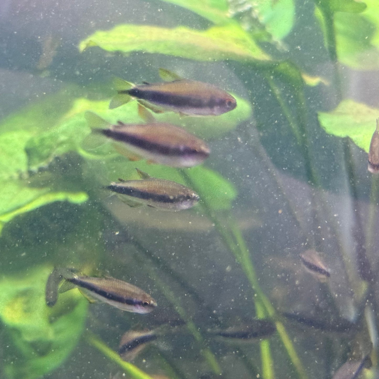 Red Eye (yellow orange Kerri) Tetra (Inpaichthys Kerri)