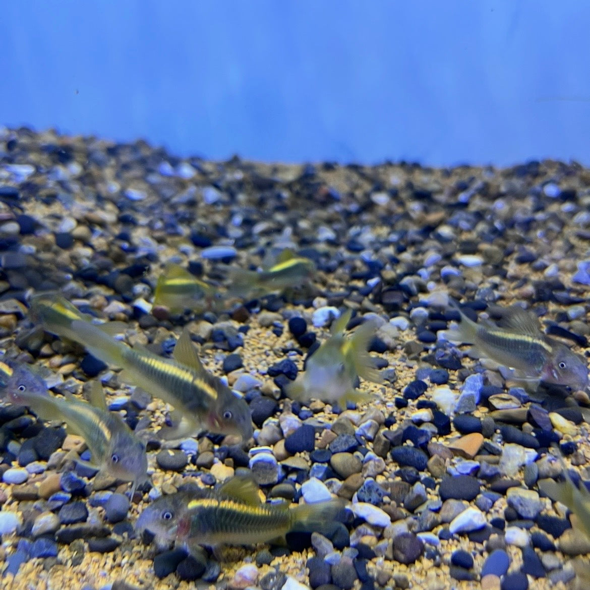 CW010 Gold Laser Cory