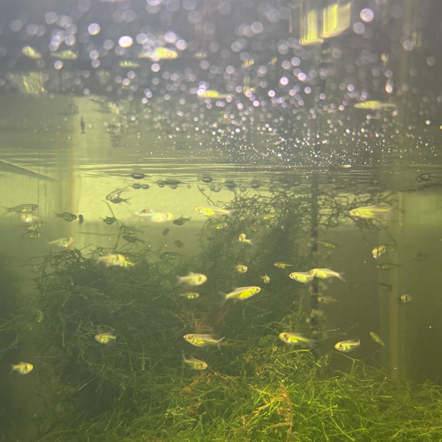 Neon Green Kubotai Rasbora