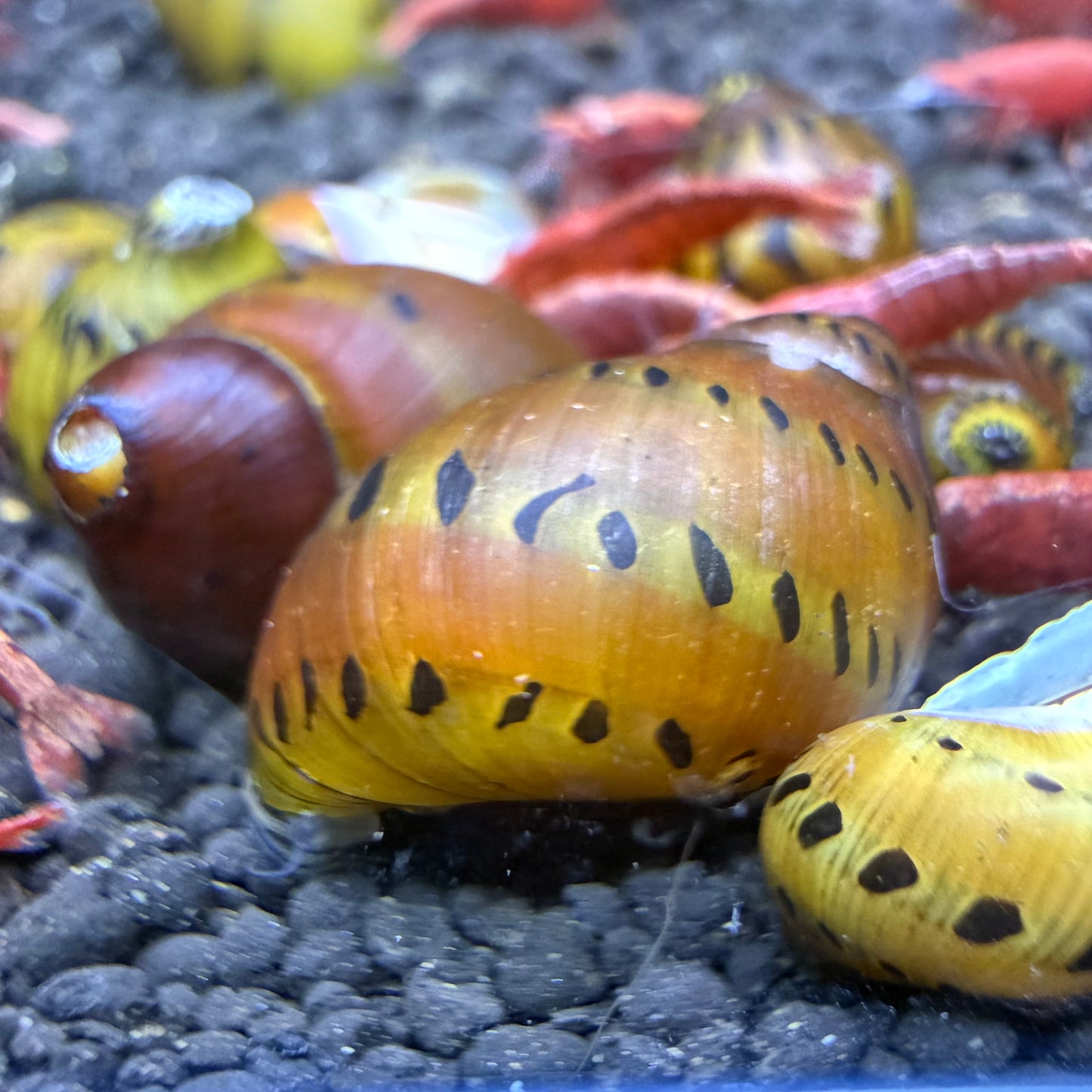 Tiger Nerite Snail
